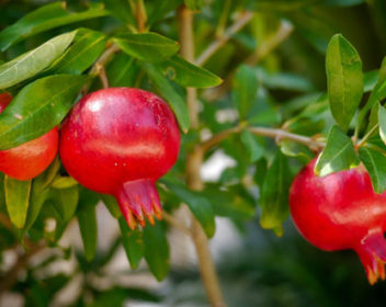 Import-&-Export-of-Pomegranates