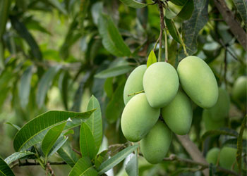 Mangoes-Featured